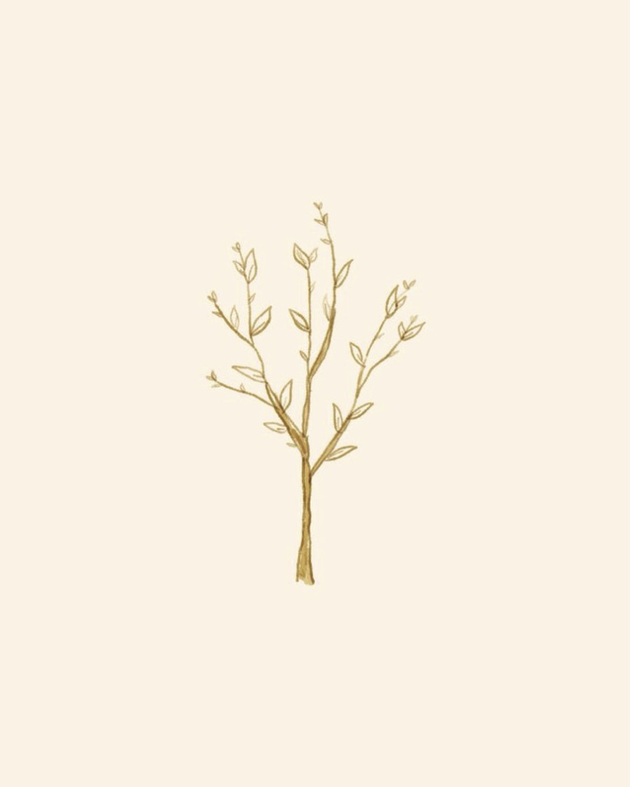 Cover art for Even Here: a young, bare sapling with a few budding leaves, painted in soft gold.